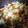 Snake's cooksnap of when they made ほっこり！鶏と大根と白菜の煮物.