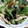 みなあゆママ's cooksnap of when they made きゅうりとみつばの梅海苔和え♪.