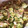 はっぴーゆりもん＊'s cooksnap of when they made ＊きゅうりとみょうがの酢の物＊.