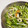 pikarimama's cooksnap of when they made 水菜と新玉ねぎの柚子胡椒サラダ.
