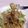 アクセル☆'s cooksnap of when they made バジルペーストの焼きそば♪イタリアン♪.