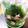 クック3D63YZ☆'s cooksnap of when they made 長持ち！～大葉の保存方法～.