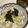 papikun's cooksnap of when they made いつものお味噌汁にちょい足しお手軽粕汁.