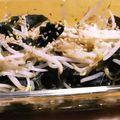 こももさん's cooksnap of when they made ●材料３つだけ☆わかめもやしポン酢●.