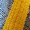 はっぱちゃん0814's cooksnap of when they made トウモロコシのおいしい蒸し方.