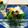 horseland's cooksnap of when they made ＊簡単！つるむらさきのおひたし＊.