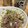 クックXB8SZP☆'s cooksnap of when they made アジのたたき.