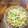 GoGo島みかん's cooksnap of when they made アボカドとカイワレとカニカマの和風サラダ.