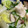 souくんママ's cooksnap of when they made 作り置き　むね肉とニラ白菜の中華炒め.