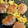☆式波☆'s cooksnap of when they made 豚こまカツ煮風.