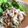 ちーまぐ's cooksnap of when they made レモンでさっぱり！簡単ガッツリ塩ダレ豚丼.