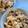 Moggieneko's cooksnap of when they made 簡単炊き込みご飯（舞茸、しめじ、あさり等.