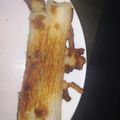 kyokoha's cooksnap of when they made パリパリ！羽根つきチーズちくわ.