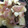葉月優希's cooksnap of when they made 簡単⭐︎桃と生ハムとチーズのサラダ.