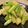 ねみねみ's cooksnap of when they made じゃがいもとアスパラガスのバター醤油炒め.