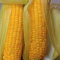 鶏皮坊主's cooksnap of when they made 簡単美味しいトウモロコシの茹で方♫.
