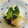 ももゆみ1230's cooksnap of when they made 味付け簡単！小松菜と厚揚げの煮浸し.