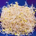 クックsetgogo's cooksnap of when they made 簡単✨豆もやしのナムル.