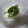きらり流れ星's cooksnap of when they made 超簡単　大葉の千切り.