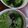 クックZTZ10H☆'s cooksnap of when they made 簡単ver.レタス中華スープ.