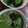 クックZTZ10H☆'s cooksnap of when they made 簡単ver.レタス中華スープ.