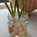 まじゅじゅ's cooksnap of when they made 葉生姜の保存方法.
