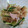 のの。's cooksnap of when they made もやしときゅうりとハムの中華和え.
