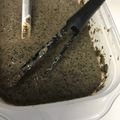 葉月優希's cooksnap of when they made ★簡単★我が家の棒々鶏ソース.