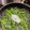 クック0441WM☆'s cooksnap of when they made いんげんの胡麻和え・いんげんの茹で方.
