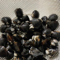 こよんた's cooksnap of when they made 簡単！しじみの砂抜き(少量用).