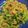 クック0M7X8I☆'s cooksnap of when they made ほうれん草の胡麻ナムル.