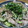 や～たん食堂's cooksnap of when they made さっぱり★豚肉ときゅうりの梅だれ炒め.
