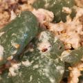 れそそ's cooksnap of when they made 刺身こんにゃくで♪ツナマヨサラダ.