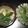 ちかぽん０８０３'s cooksnap of when they made 鶏皮とニラのさっぱりレモンスープ☆.