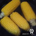 beagleのライラ's cooksnap of when they made トウモロコシ　茹でるの水から？お湯から？.