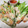 エイコBAABA's cooksnap of when they made タイ風★エビの生春巻き.