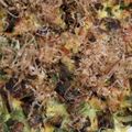 ささささ＆＊'s cooksnap of when they made ねぎ焼き.