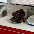 ともぱんたから's cooksnap of when they made タコの下処理.