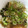ピグウ's cooksnap of when they made 豆苗豚バラ巻き トロミポン酢炒め.
