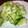 コバミツ's cooksnap of when they made 簡単★きゅうりと白菜の漬物.