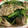 ゆりはるみ♡'s cooksnap of when they made ほうれん草と舞茸のガーリックバター炒め.