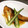chocoraママ's cooksnap of when they made ぶりのさっぱり和風カレーソース.