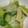 ヨシヨッシー's cooksnap of when they made 簡単★春キャベツと油揚げのおひたし.