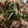 ﾌﾞﾚﾝﾀﾞ's cooksnap of when they made 豚肉と野菜のオイスターソース炒め.