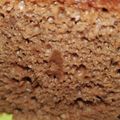 クックEX013Y☆'s cooksnap of when they made HMと炊飯器で簡単チョコケーキ.