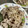 pom03's cooksnap of when they made 簡単柔らか！豚コマともやしの冷しゃぶ風！.