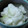 醤油☆世界一's cooksnap of when they made 超簡単なのに美味しい 冬瓜の浅漬け.
