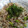 クック6DDPP8☆'s cooksnap of when they made ♪さっぱりと♫しらす枝豆ひじきの梅炒飯.
