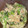 コバミツ's cooksnap of when they made 作り置き♪オクラの胡麻和え♪.