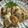 クック5NOFPV☆'s cooksnap of when they made 塩麹と大葉の鶏の揚げ焼き.